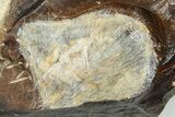 Two Fossil Ginkgo Leaves From North Dakota - Paleocene #201222-2